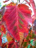 Acer_davidii