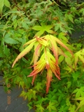 Acer_palmatum