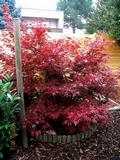 Acer_palmatum_ATROPURPUREUM