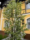 Amelanchier_arborea_ROBIN_HILL