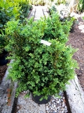 Buxus_sempervirens