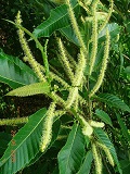 Castanea_sativa