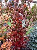 Cornus_kousa_CHINENSIS