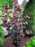 Corylus_maxima_ROTER_ZELLERNUSS