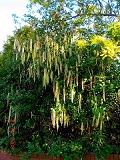 Garrya_elliptica