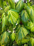 Hedera_colchica_SULPHUR_HEART