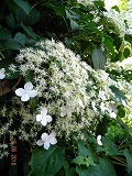 Hydrangea_anomala_PETIOLARIS