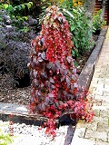 Parthenocissus_tricuspidata_VEITCHII