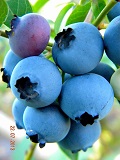 Vaccinium-corymbosum-EARLIBLUE