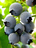 Vaccinium_corymbosum_BLUEJAY