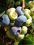 Vaccinium_corymbosum_ELIZABETH