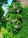 Wisteria_sinensis_PROLIFIC